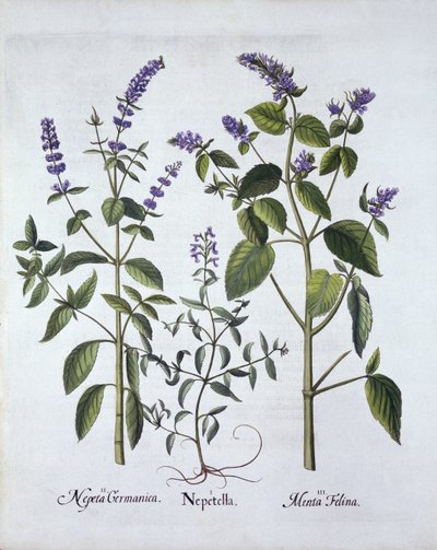 Menta de Gato y Nepeta, de Hortus Eystettensis, por Basil Besler (1561-1629), pub. 1613 de German School