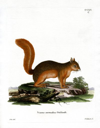 Ardilla Caucásica de German School
