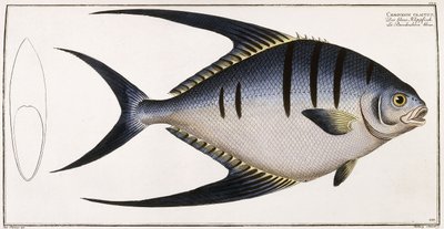 Chaetodon Glaucus, 1785-1788 de German School