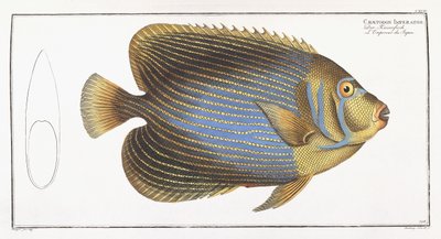 Chaetodon Imperator de German School