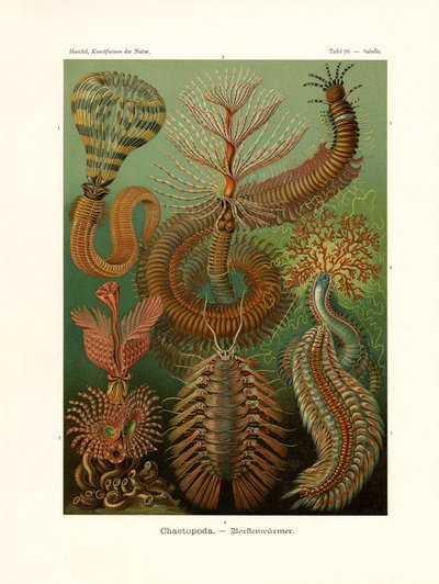 Chaetopoda de German School