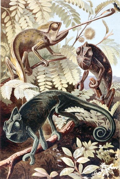 Camaleón, lámina de "Brehms Tierleben: Allgemeine Kunde des Tierreichs", vol.7, p.171, publicado por Bibliographisches Institut de German School