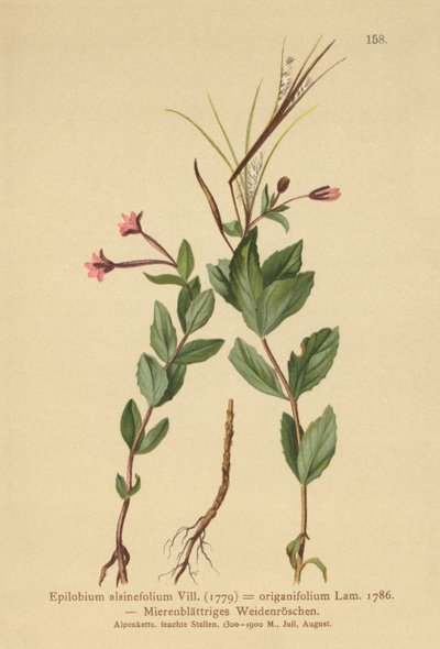 Epilobio de hojas de hierba gallinera (Epilobium alsinefolium, Epilobium origanifolium) de German School