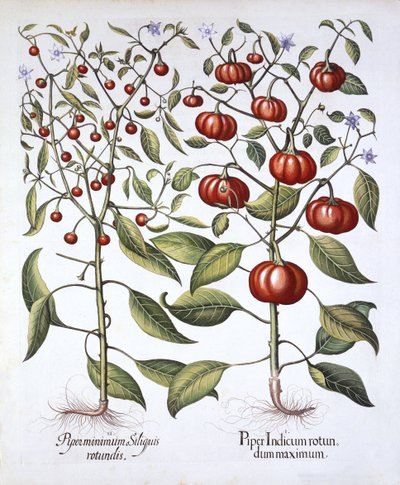 Pimiento Chile [Familia de las Solanáceas], de Hortus Eystettensis, por Basil Besler, pub. 1613 de German School