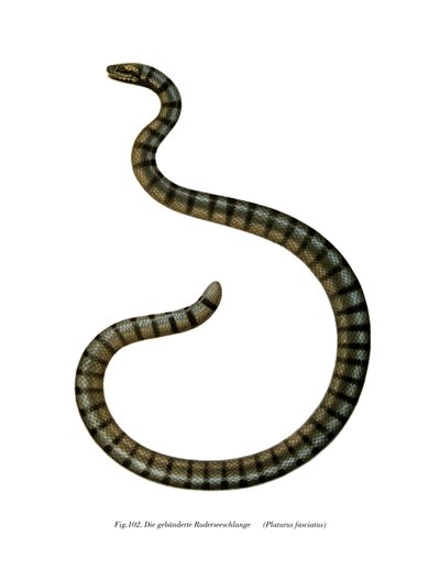 Serpiente marina china de German School