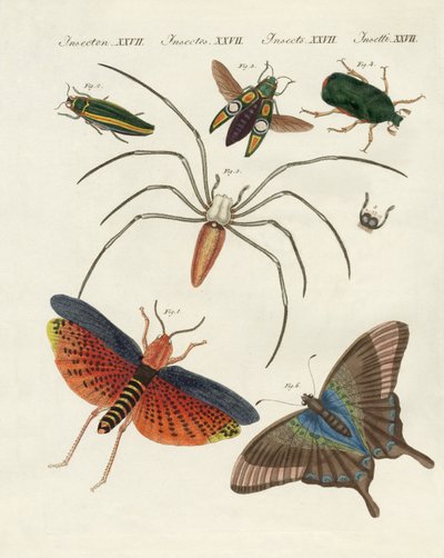 Insectos chinos de German School