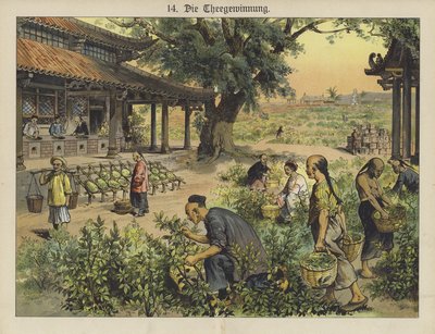Plantación de té china de German School