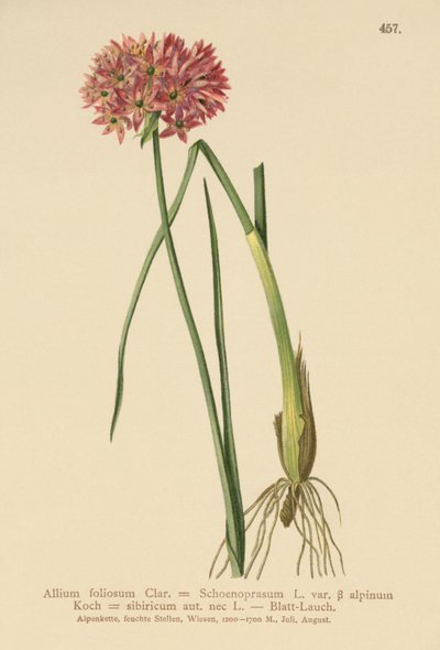 Cebollino (Allium foliosum, Allium Schoenoprasum var. alpinum, Allium sibiricum) de German School