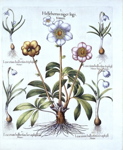 Rosa de Navidad y variaciones de campanilla, de Hortus Eystettensis, por Basil Besler, pub. 1613 de German School