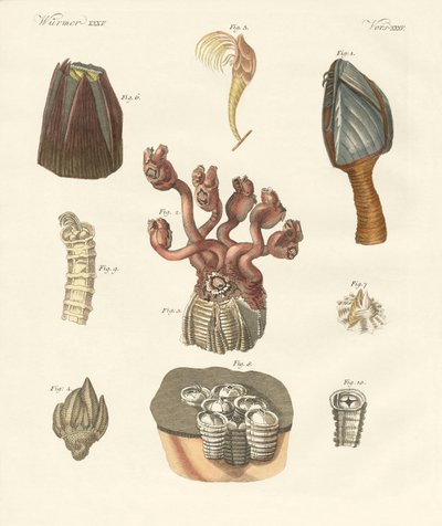 Cirrípedos, gusanos de cerdas o braquiópodos de German School