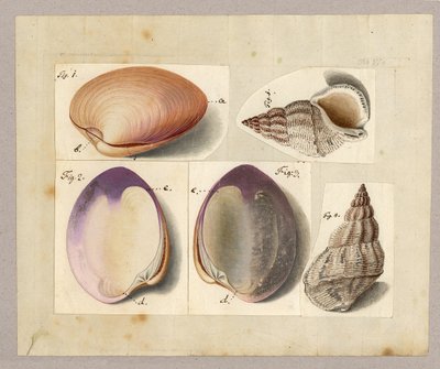 Almeja y caracol marino: Venus Mercenaria Linnaei, Buccino glacioli Linnaei, 1785 de German School