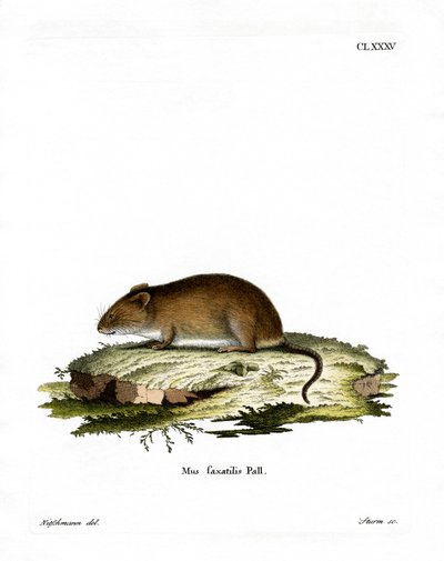 Ratón de acantilado de German School