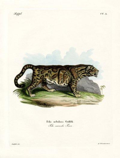 Leopardo nublado de German School