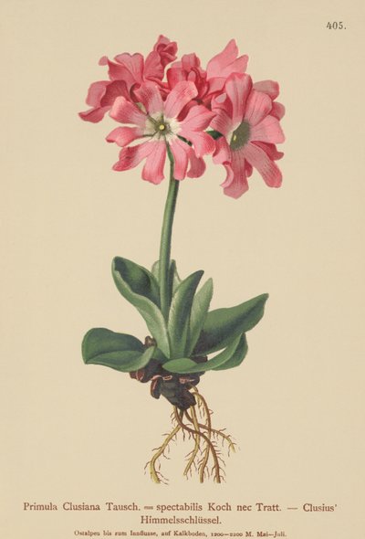 Primavera clusiana (Primula Clusiana, Primula spectabilis) de German School