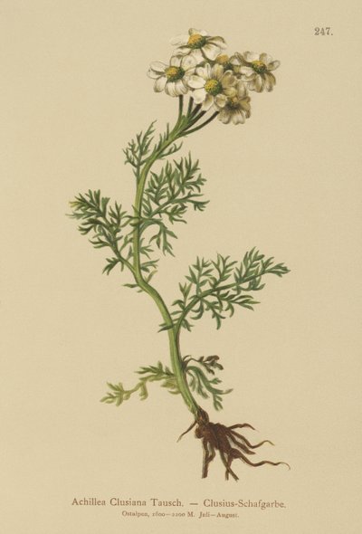 Milenrama de Clusius (Achillea Clusiana, Achillea atrata ssp. clusiana) de German School