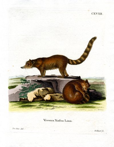 Coatí de German School