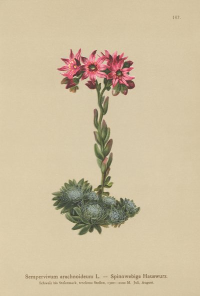 Siempreviva de telaraña (Sempervivum arachnoideum, Sedum arachnoideum, Sempervivum sanguineum) de German School