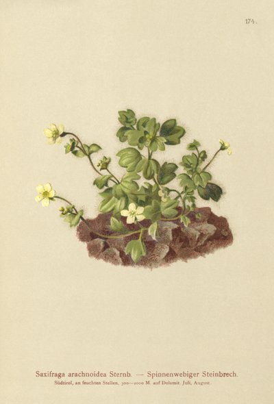 Saxífraga de telaraña (Saxifraga arachnoidea) de German School