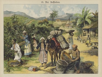 Plantación de café de German School