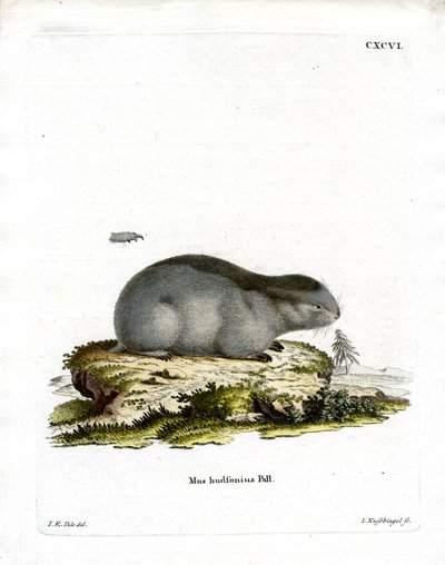 Lemming de Collar de German School
