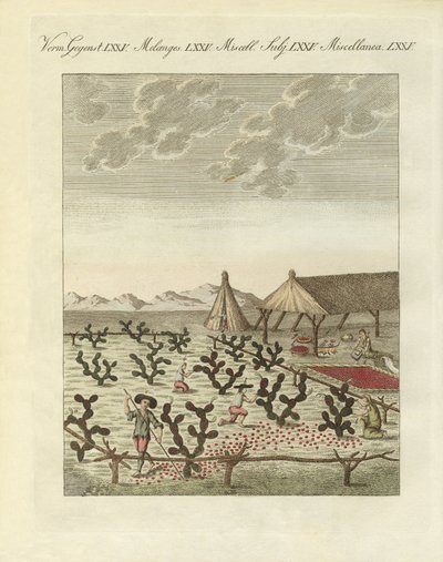 Recolección de cochinillas de German School