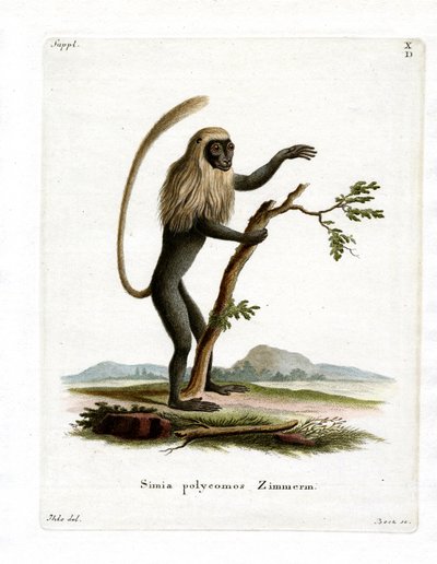 Mono Colobo de German School