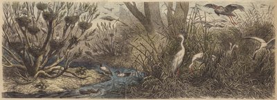 Colonia de aves acuáticas en el río Tisza en Hungría de German School