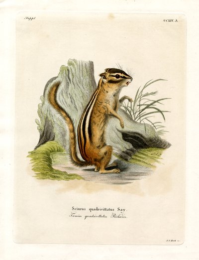 Ardilla listada de Colorado de German School