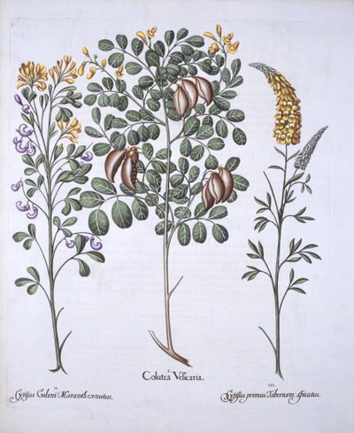 Árbol de Colutea y Variedades de Cytisus, de Hortus Eystettensis, por Basil Besler, pub. 1613 de German School
