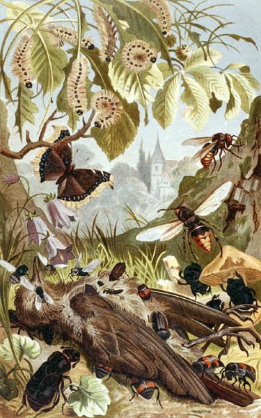 Poder combinado de los insectos, lámina de 