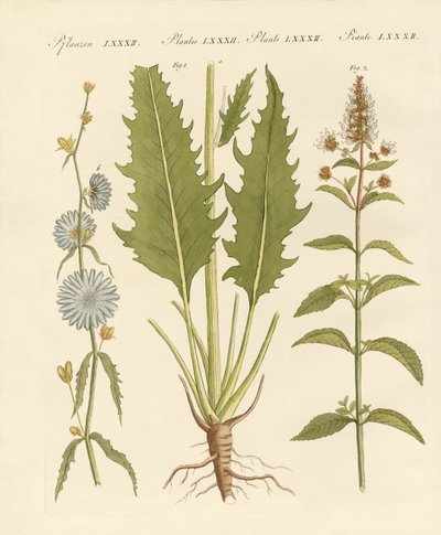 Plantas comerciales y medicinales de German School