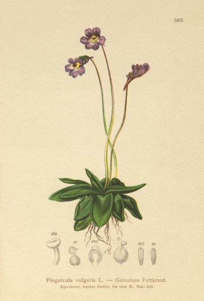 Grasilla común (Pinguicula vulgaris) de German School