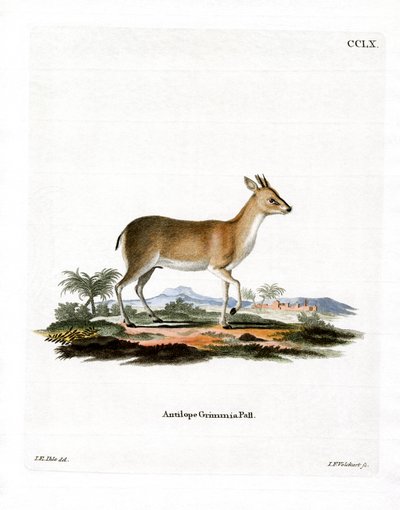 Duiker común de German School