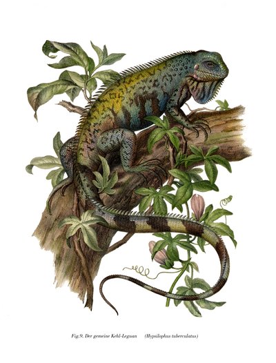 Iguana común de German School