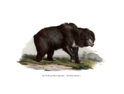 Oso perezoso indio común de German School