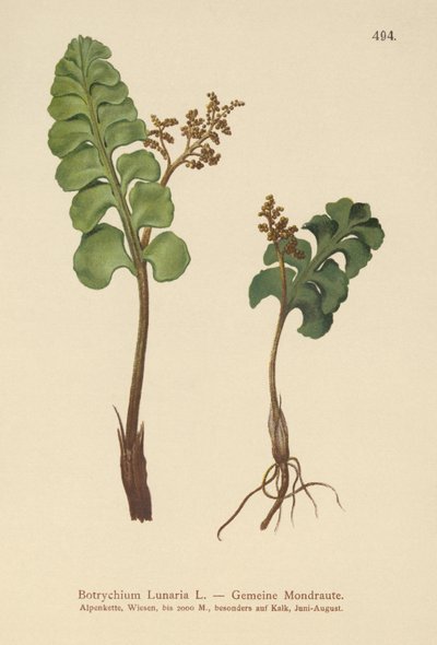 Botrychium lunaria de German School
