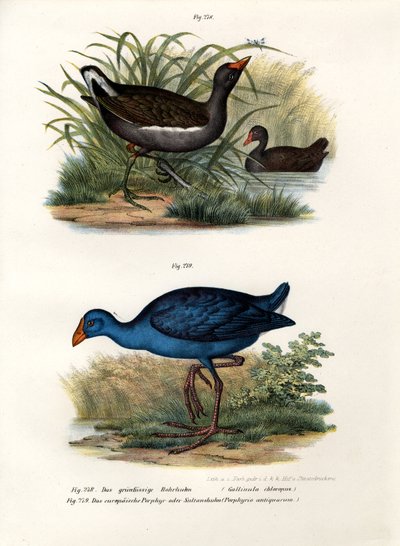 Gallineta común, 1864 de German School