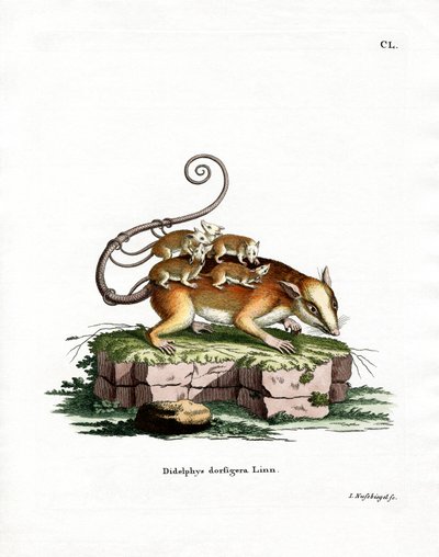 Ratón zarigüeya común de German School
