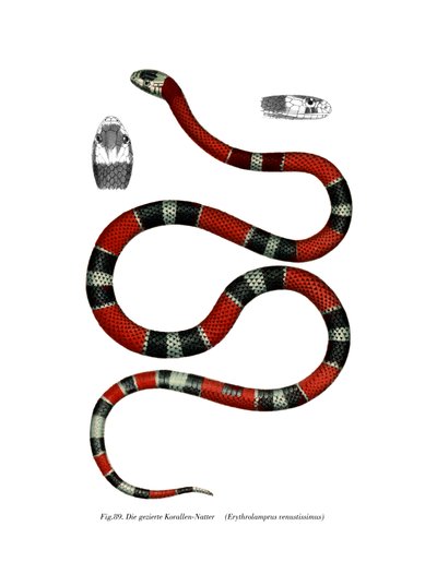 Serpiente de Collar Común de German School