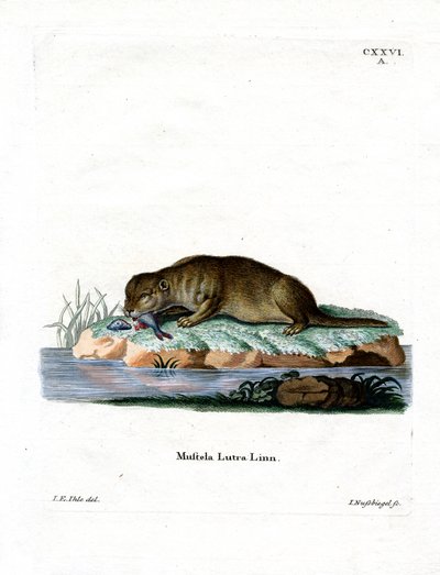 Nutria Común de German School
