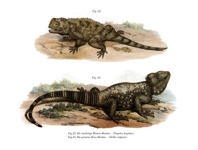 Agama espinosa común de German School
