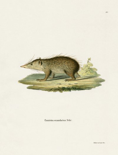 Tenrec común de German School