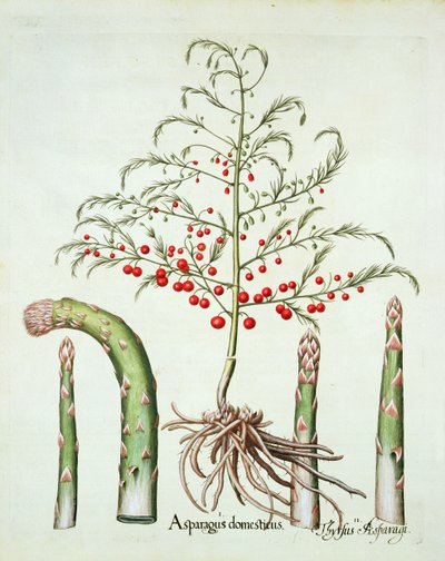 Espárrago común en flor y fruto, de Hortus Eystettensis por Basil Besler, pub. 1613 de German School