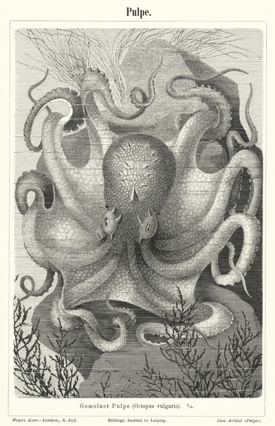 Pulpo común de German School