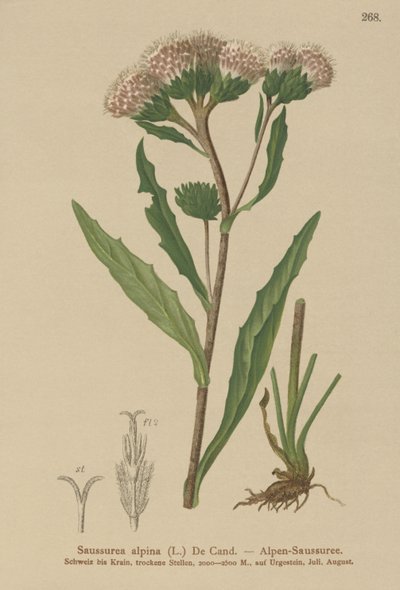Saussurea común (Saussurea alpina) de German School