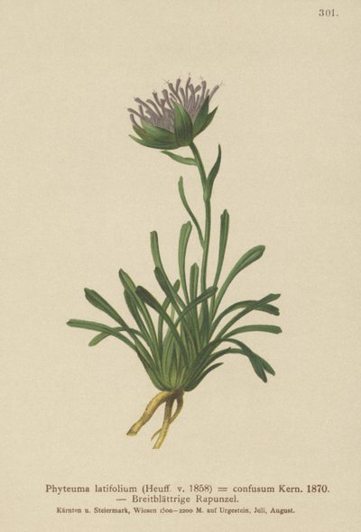 Rampion confuso (Phyteuma confusum, Phyteuma latifolium, Phyteuma hemisphaericum ssp. confusum, Phyteuma nanum) de German School
