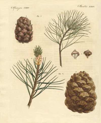 Bosques de coníferas con frutos comestibles de German School
