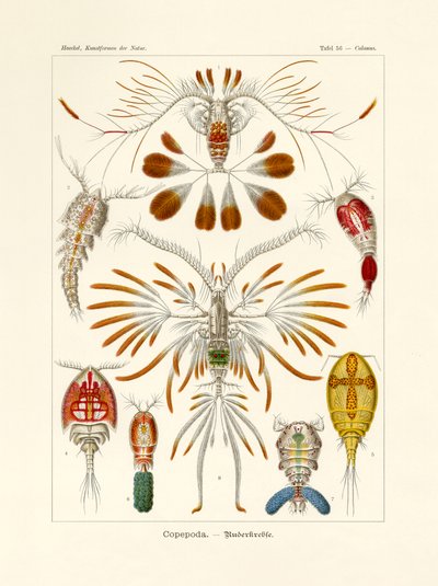 Copepoda de German School