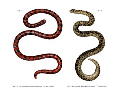 Serpiente de cilindro de coral de German School