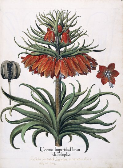 Corona Imperialis Florum, 1613 de German School